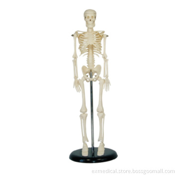 Full-Scale Human Skeleton Replica
